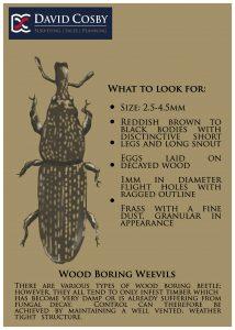 Wood Boring Beetles - Boring_Weevils