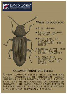 Wood Boring Beetles - Common_Furniture_Beetle_