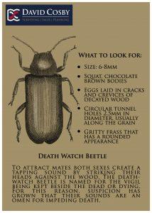 Wood Boring Beetles