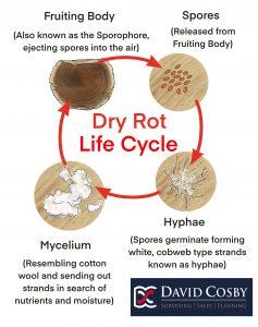 Dry Rot Life Cycle