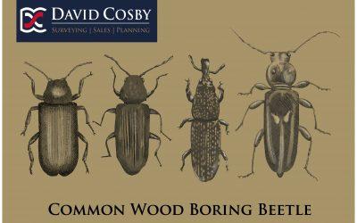 Wood Boring Beetles: The Unwelcome Guests in Your Home